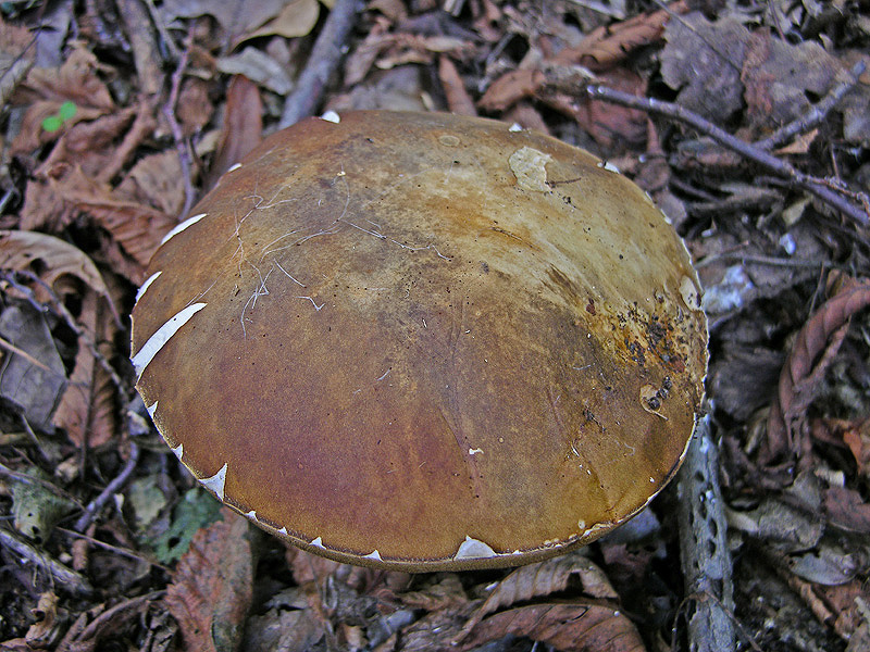 Dopo il  Boletus aereus posso anche......